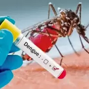 Chaco, en el top de provincias con ms casos de dengue
