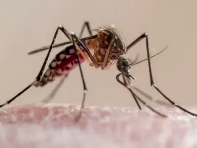 Aumentan las muertes por dengue en la regin.