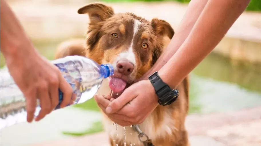 Un perro tomando agua.